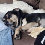 Playful pup Ozark waiting for forever home in Lacey