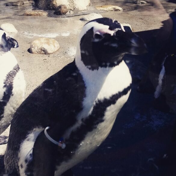 Penguin waddle brings family fun and fitness to turtle back zoo - photo licensed by shore news network.