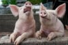 NYC woman charged in 1 million pig butchering scam