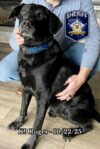 Beloved harford county k9 ruger remembered for years of loyal service