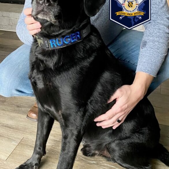 Beloved harford county k9 ruger remembered for years of loyal service - photo licensed by shore news network.