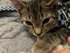 Shy kitten wilbur searching for a calm home in toms river