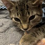 Shy kitten Wilbur searching for a calm home in Toms River