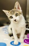 Feral kitten accidentally trapped in jackson backyard finds permanent outdoor home