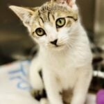 Feral kitten accidentally trapped in Jackson backyard finds permanent outdoor home