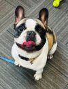 Middletown police search for owner of french bulldog found in idlewood neighborhood