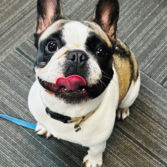 Middletown police search for owner of french bulldog found in idlewood neighborhood - photo licensed by shore news network.