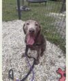 Five-year-old silver lab waits for family in jackson shelter Five-year-old silver lab waits for family in jackson shelter