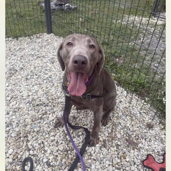 Five-year-old silver lab waits for family in jackson shelter - photo licensed by shore news network.
