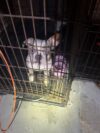 Teaneck police search for owners of small dog found on chestnut avenue