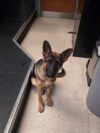 Lost german shepherd found in robbinsville seeks family reunion