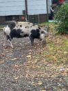 Missing pig found wandering in south jersey Missing pig found wandering in south jersey