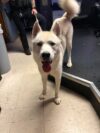 Police seek owner of blue-eyed husky found wandering in robbinsville