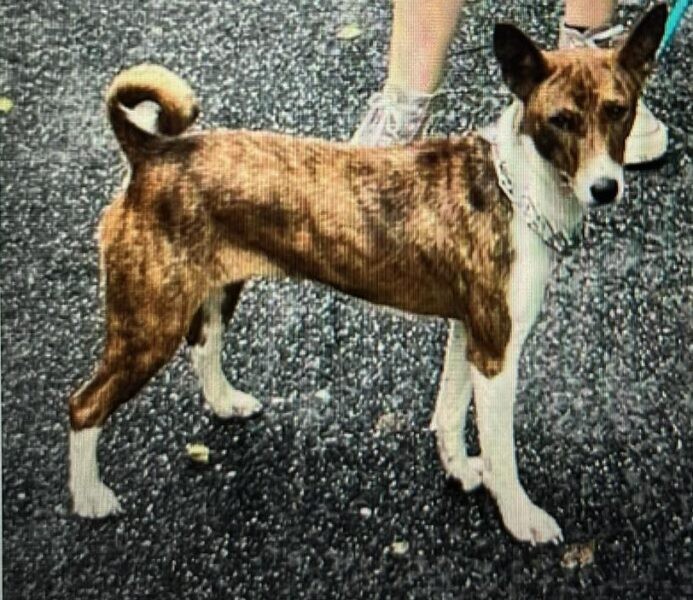 Farmingdale family desperate after beloved dog goes missing