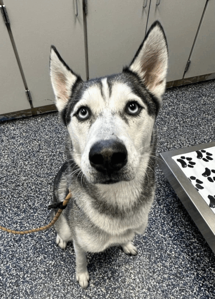 Two huskies need rescue from New Jersey shelter