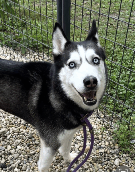 Two huskies need rescue from New Jersey shelter