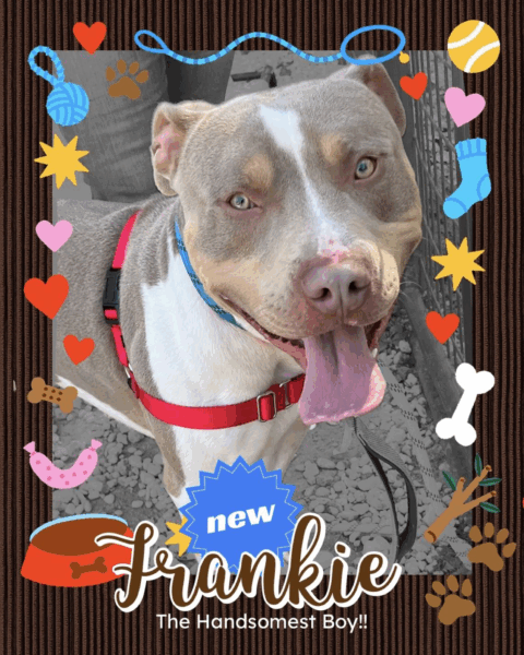 Big-hearted pup with bigger personality steals show at Jackson animal facility