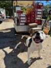 Community floods ahs lacey with donations after urgent animal food plea