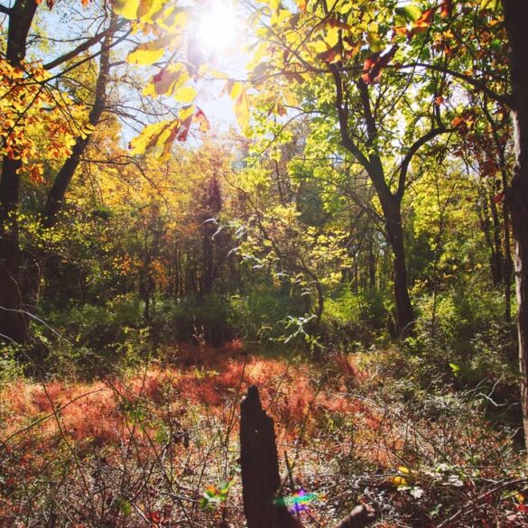 Somerset county expands raritan river greenway with new land acquisition - photo licensed by shore news network.