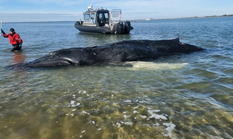 Whale deaths plunge off new jersey and new york after years of alarming strandings some say linked to offshore wind - photo licensed by shore news network.
