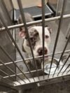Pitbull jailed in utica, police waiting for owners to bail him out