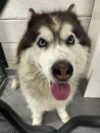 Bergenfield police looking for owner of lost dog found on halloween night