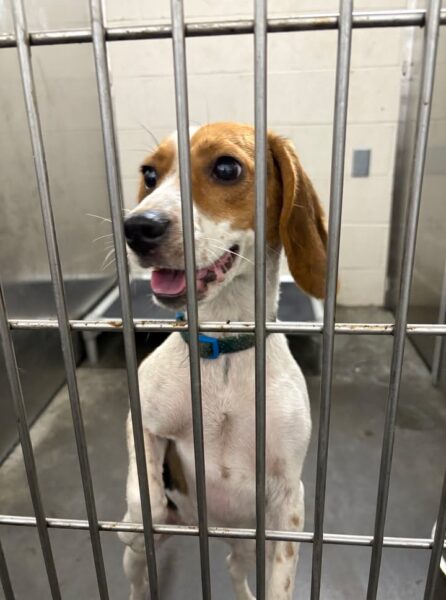 Police detain this adorable pair of pup-etrators, seeking family to come bail them out