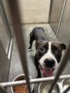 Happy dog behind bars, waiting