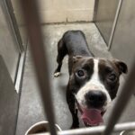 Happy dog behind bars, waiting