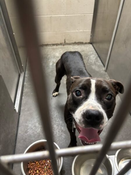 Happy dog behind bars, waiting