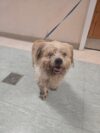 Robbinsville police find lost dog, seeking owner