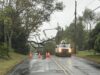 Severe storm causes tree fall, impacts traffic in wall township