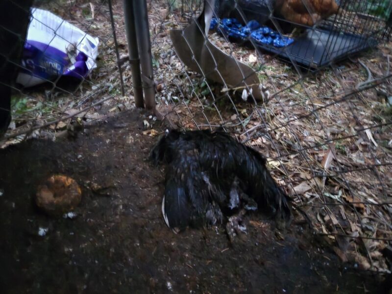 Riverhead man jailed again after 50 animals rescued from unlicensed slaughterhouse