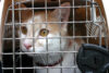 New york to ban online pet contracts that allow repossession of dogs and cats