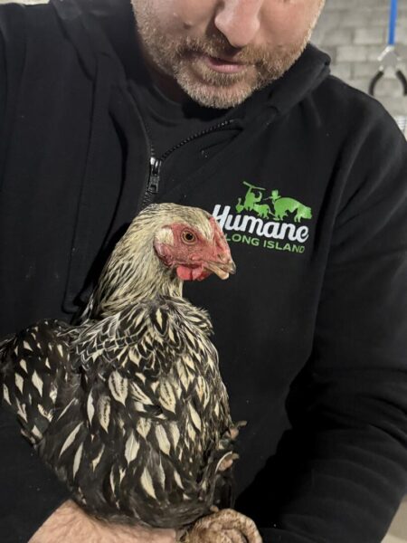 Riverhead man jailed again after 50 animals rescued from unlicensed slaughterhouse - photo licensed by shore news network.