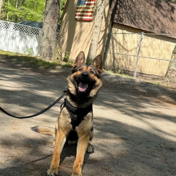 Four-legged officers save lives and solve crimes in jackson - photo licensed by shore news network.