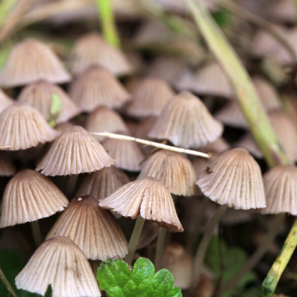 New jersey moves closer to legalizing medical hallucinogenic mushrooms - photo licensed by shore news network.