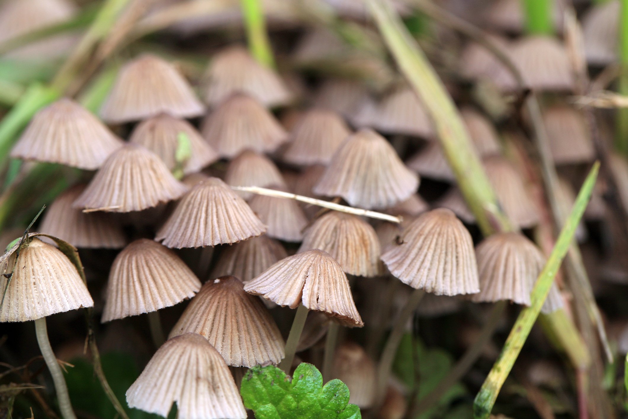New jersey moves closer to legalizing medical hallucinogenic mushrooms