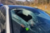 Driver tells cops bald eagle dropped cat onto car windshield Driver tells cops bald eagle dropped cat onto car windshield