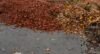 Jackson township council update on township-wide leaf collection