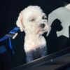 Lost dog found near somerset street in north plainfield