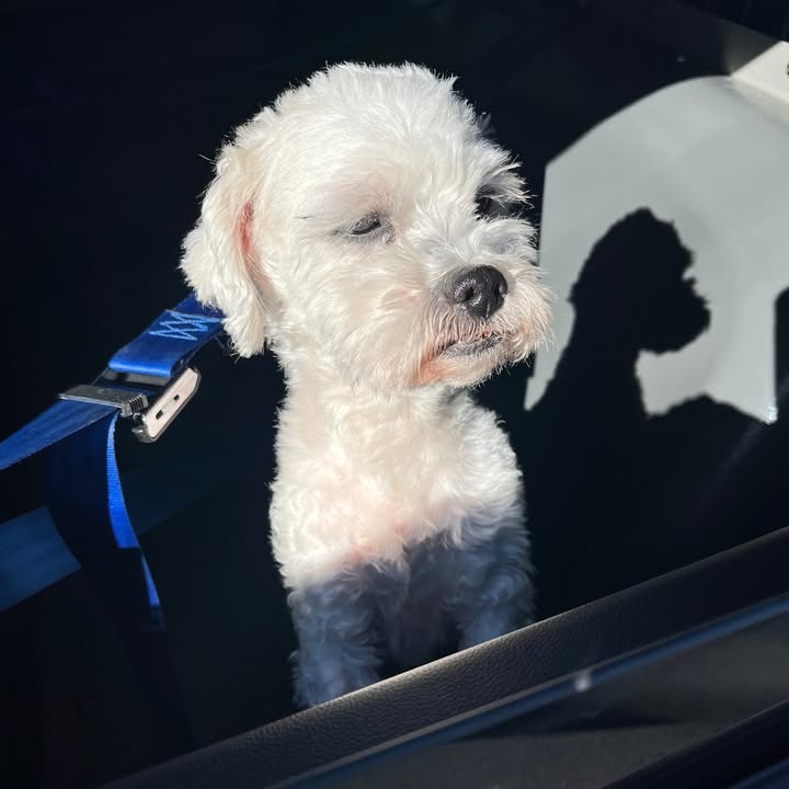 Lost dog found near somerset street in north plainfield - photo licensed by shore news network.