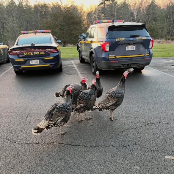 Wild turkeys protest outside ny state police hq on thanksgiving, all pardoned and released - photo licensed by shore news network.