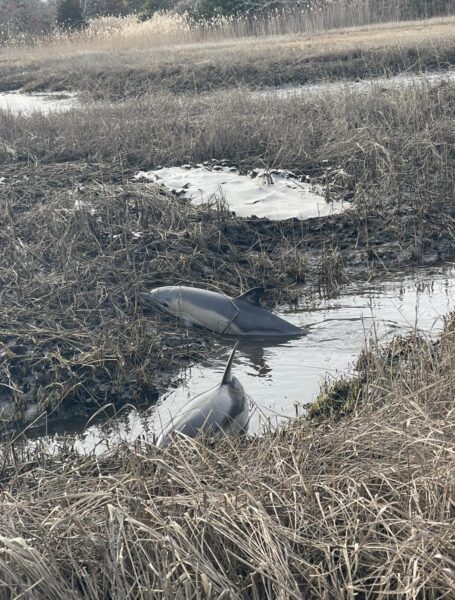 Two stranded dolphins rescued from marsh in massachusetts