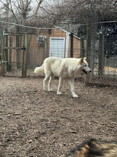 Jackson township council highlights howling woods farm as december small business of the month - photo licensed by shore news network.