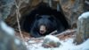Pennsylvania’s black bears tuck in for their long winter’s nap