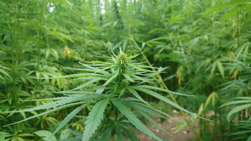 New jersey lawmakers introduce bill to protect cannabis industry workers - photo licensed by shore news network.