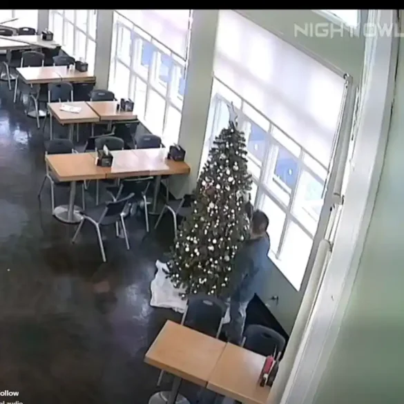 Watch: holiday city bagel shop's christmas tree robbed of ornaments - photo licensed by shore news network.