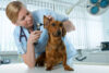 It's like obamacare, but for pets: new jersey seeks to regulate pet healthcare industry