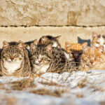 Trenton bill pushes statewide spay and neuter rules for community cats - photo licensed by shore news network.